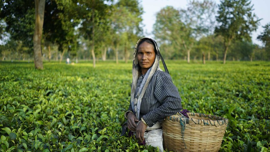 A plantation worker stands among the green tea fields.