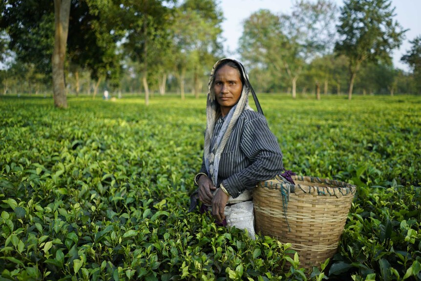 A plantation worker stands among the green tea fields.