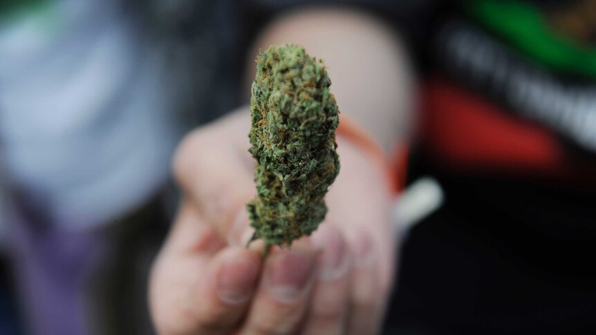 A marijuana bud