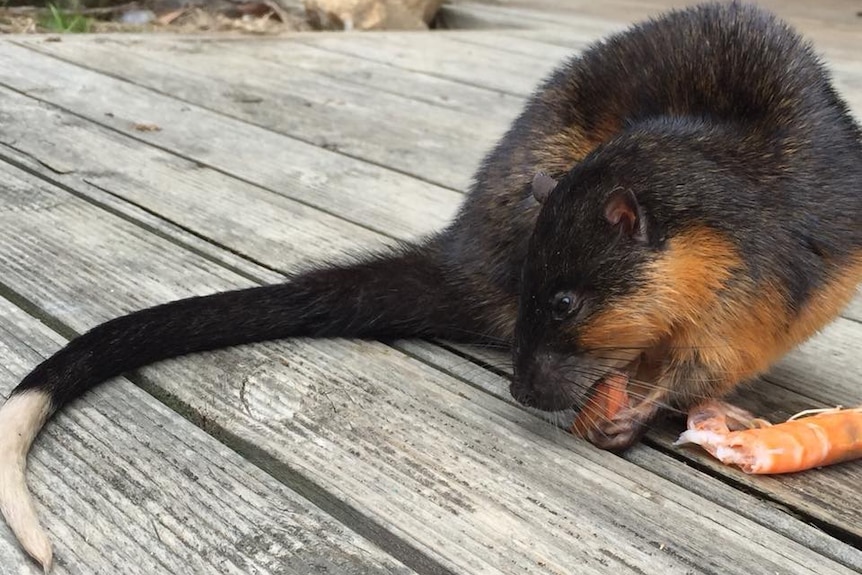 A rakali eating a prawn