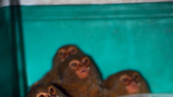 The four pygmy marmosets in the cage