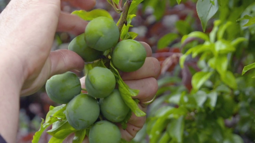 Fruit being picked off a tree