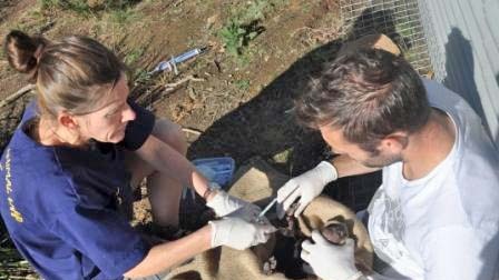 Dr Ruth Pye and Dr Alex Kreiss from the Menzies Institute inject a vaccine into a Tasmanian devil.