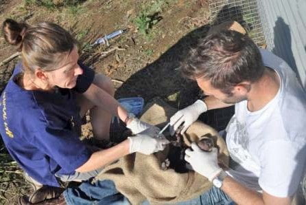 Dr Ruth Pye and Dr Alex Kreiss from the Menzies Institute inject a vaccine into a Tasmanian devil.
