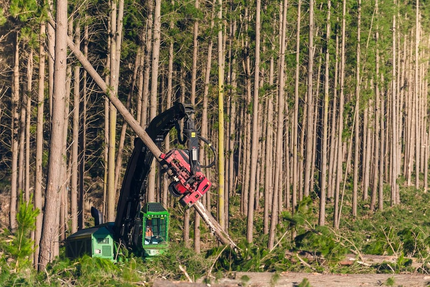 A harvester working a pine plantation
