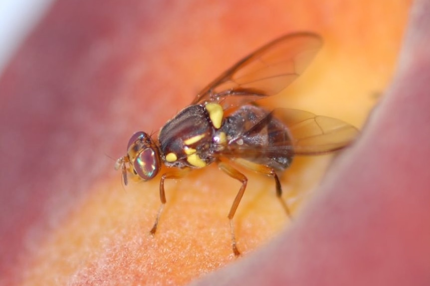 A fruit fly feasting on what appears to be a peach.