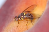 A Queensland fruit fly up close on a piece of fruit