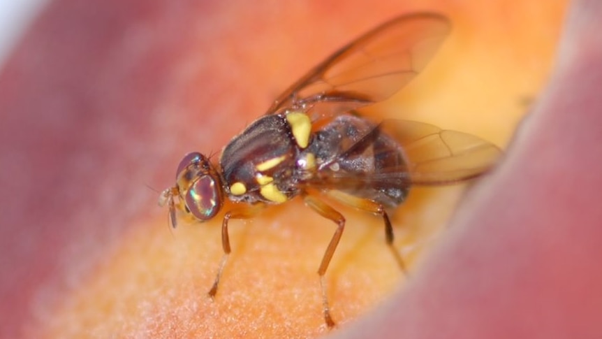 A Queensland fruit fly up close on a piece of fruit