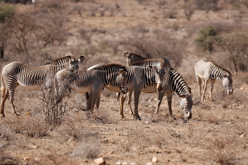 A group of zebras on dry brown soil around bare trees