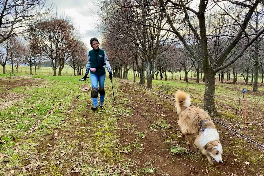 A Tasmanian Smithfield dog on a lead with a woman carrying a basket on a truffle farm