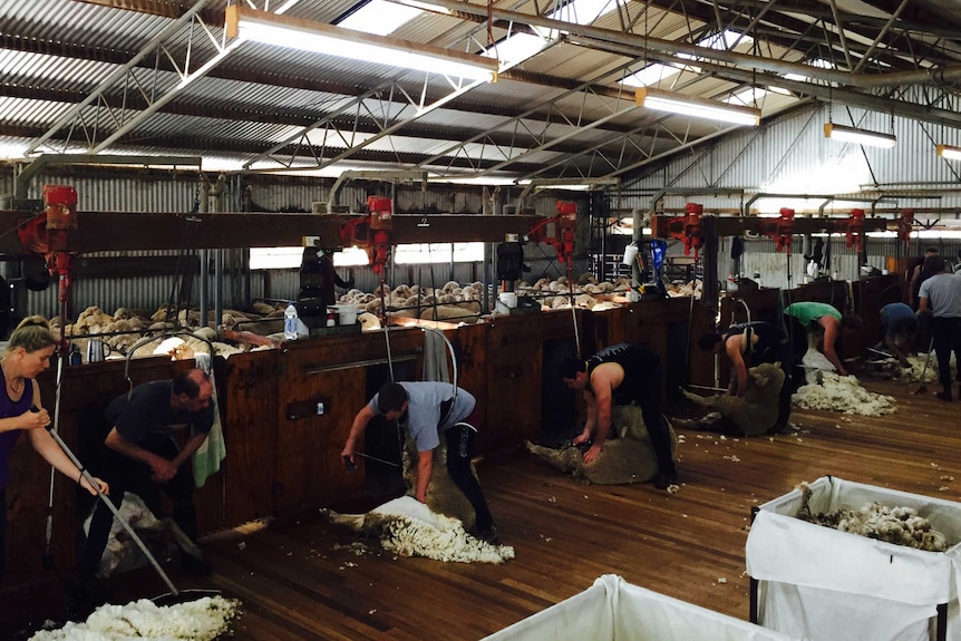 Shearers at work