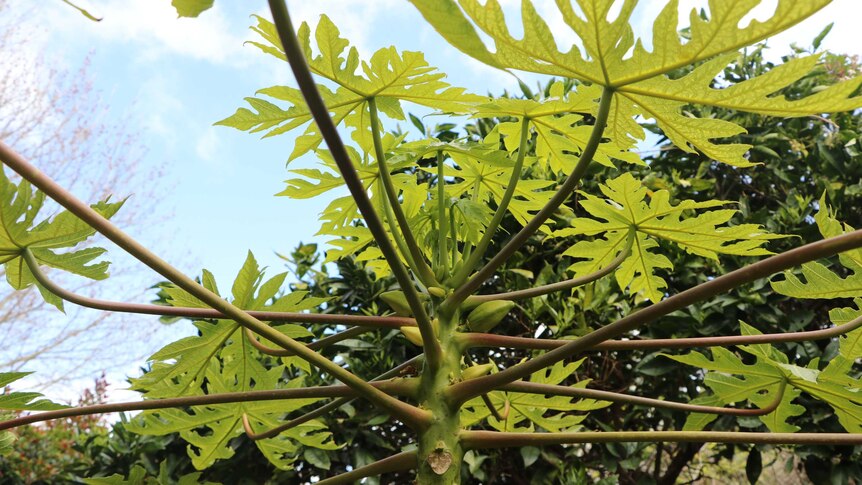 A tropical fruit tree in the garden.