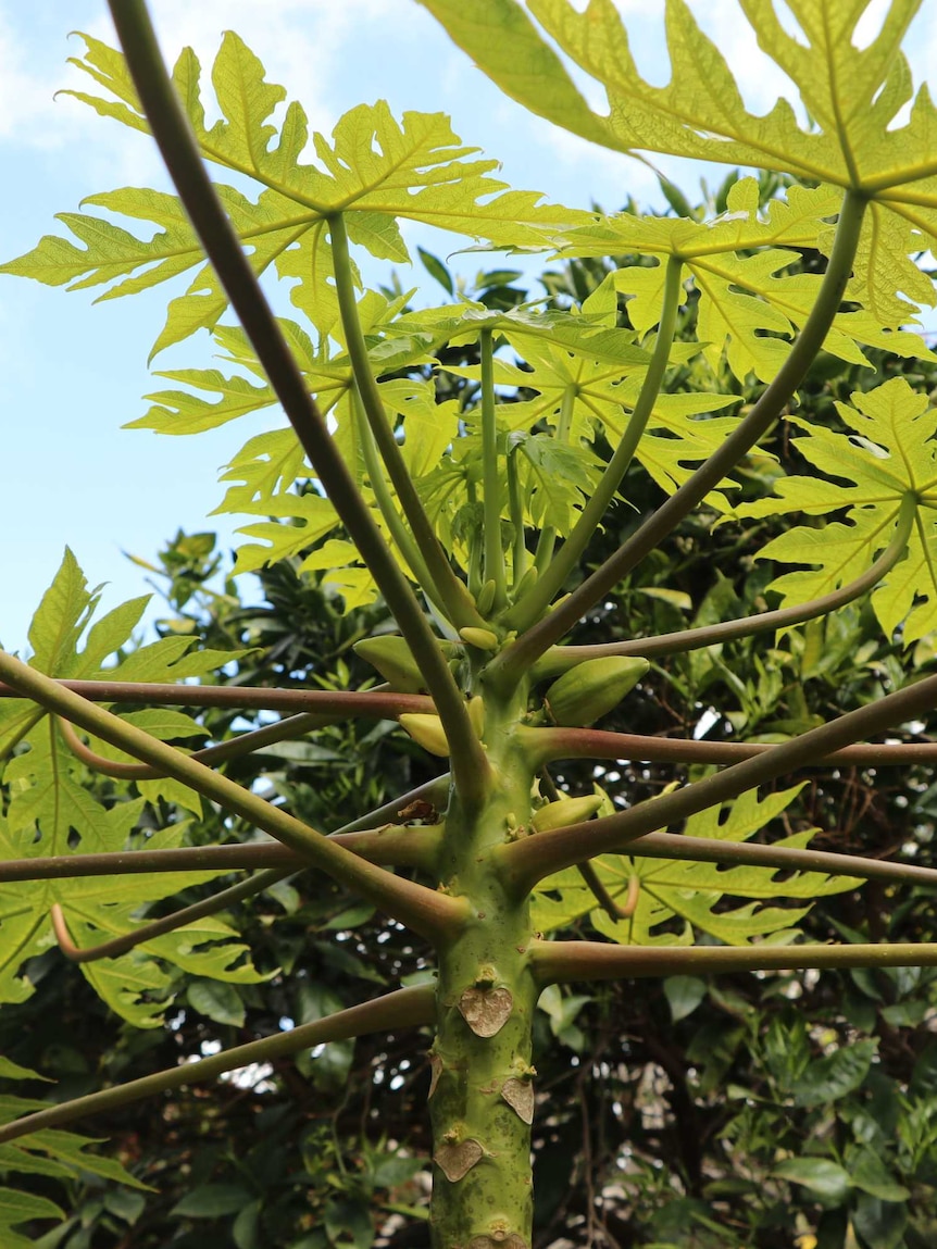 A tropical fruit tree in the garden.