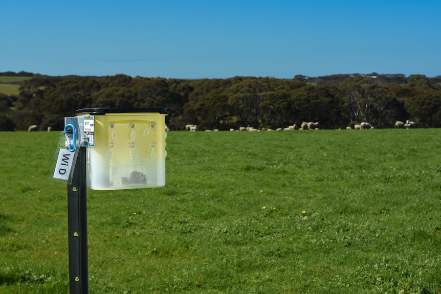 Box of sterile blowflies attached to a post in a green paddock with sheep and trees in the background