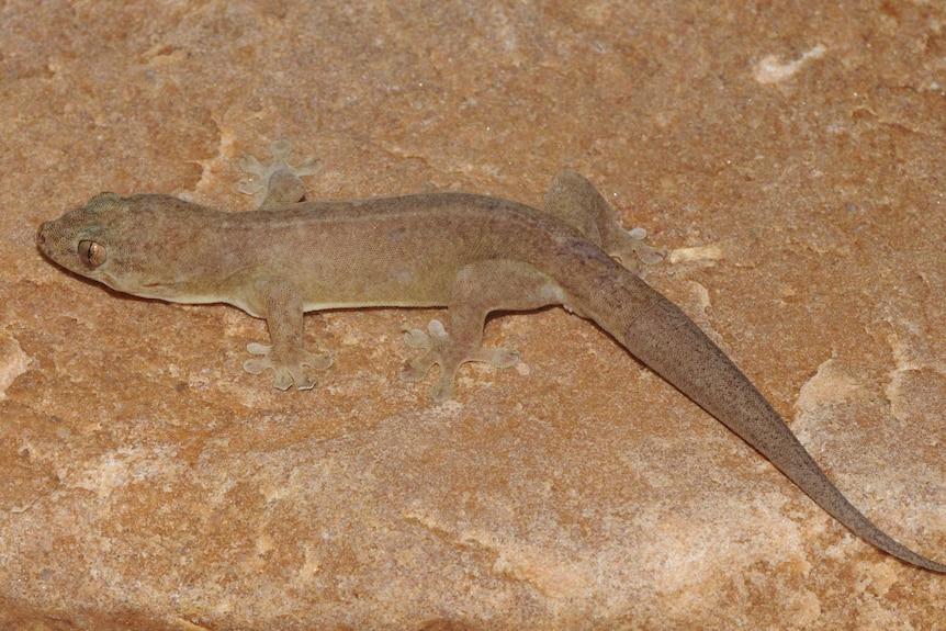 A dark, sandy coloured gecko almost blends into the earthy rock it lies on.