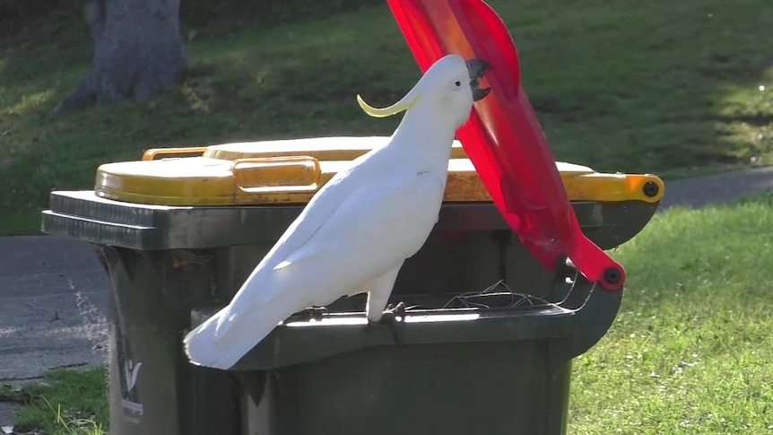 Cockatoo opening a rubbish bin