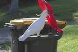Cockatoo opening a rubbish bin