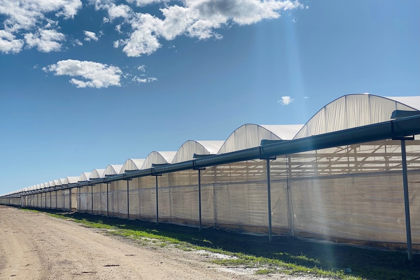 Greenhouse tunnels used for growing crops.