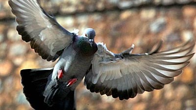 A pigeon flies in a park in New Delhi.
