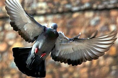 A pigeon flies in a park in New Delhi.