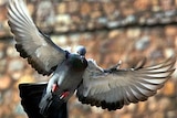 Virus discovered in pigeon flocks