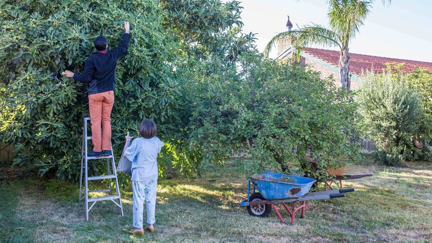 Francis Ventura picks fruit in his backyard
