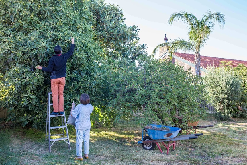 Francis Ventura picks fruit in his backyard