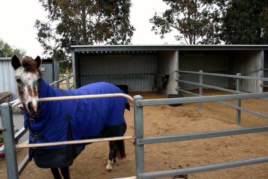 SA horse industry confronts climate change