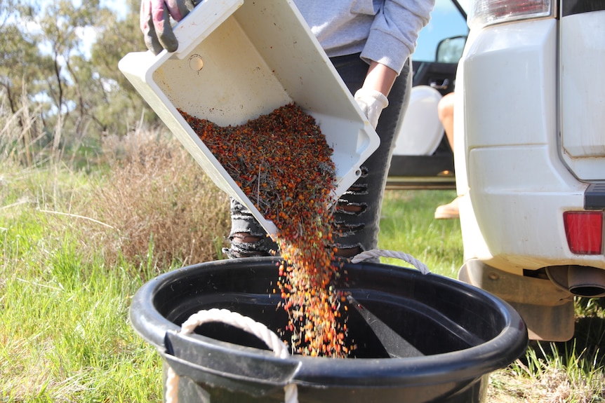 A girl pouring a box-full of red, brown and yellow seeds into a bucket. 