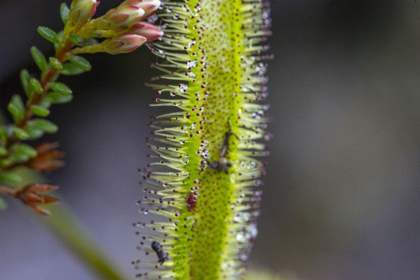 Insects trapped in Drosera