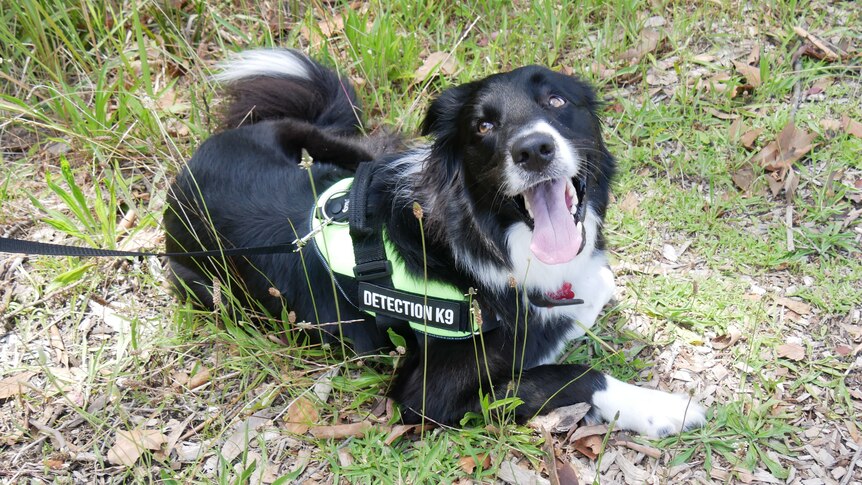 A Border Collie wearing a vest that says Detection K9 and he's laying down on grass
