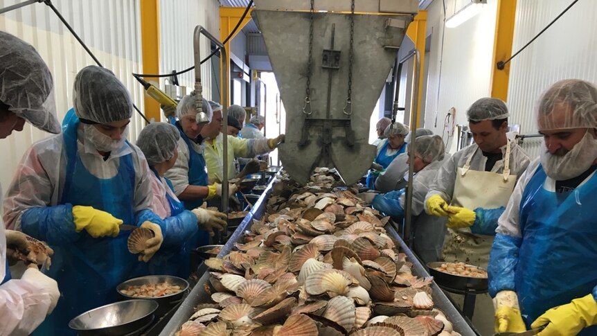 Inside the scallop splitting shed at George Town Seafoods
