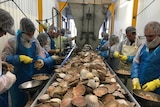 Inside the scallop splitting shed at George Town Seafoods