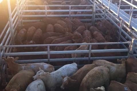 Confidence in attracting numbers to Longreach saleyards