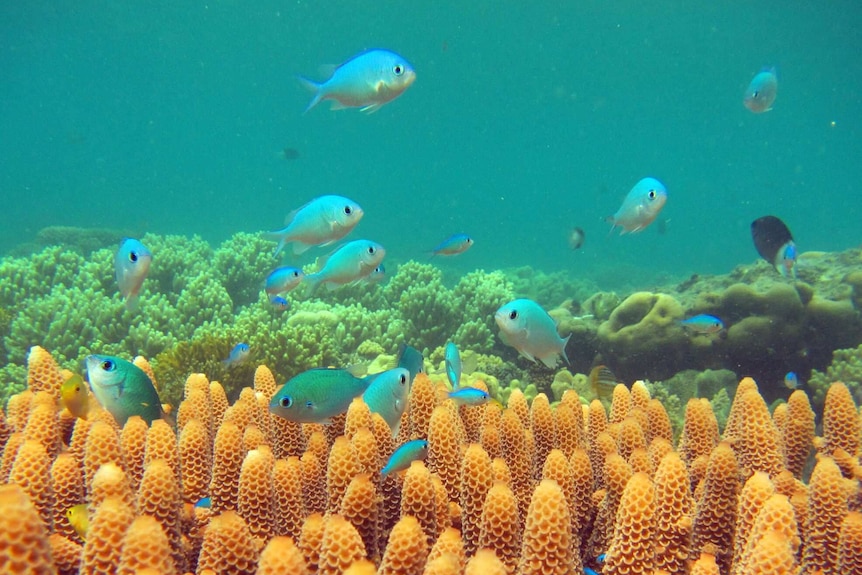 Blue-green damselfish on the Great Barrier Reef off far north Queensland