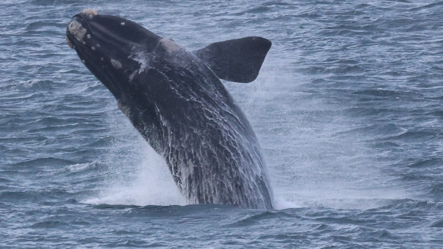 a whale breaching in an ocean