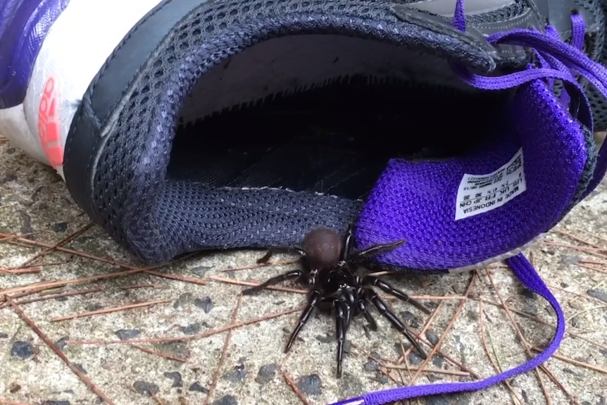 A spider crawls out of a jogger