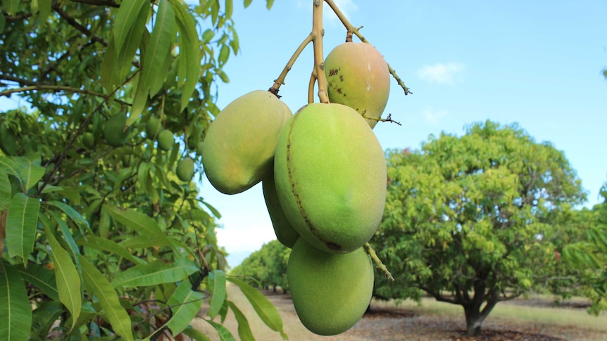 Kensington Pride mangoes growing on a tree in Queensland