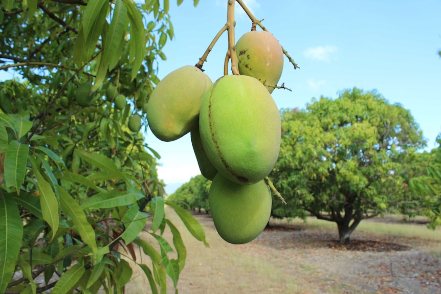 Shoppers don't know enough about mangoes