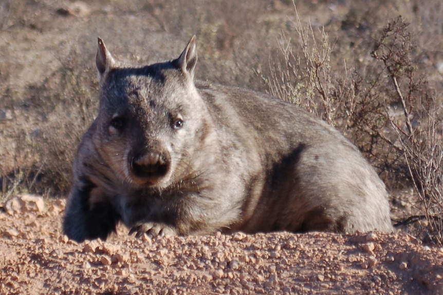 wombat near Swan Reach