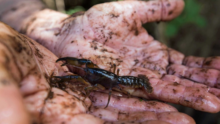 A Central North Burrowing Crayfish