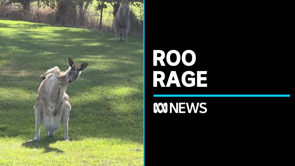 Small coastal town with a big kangaroo problem - ABC News