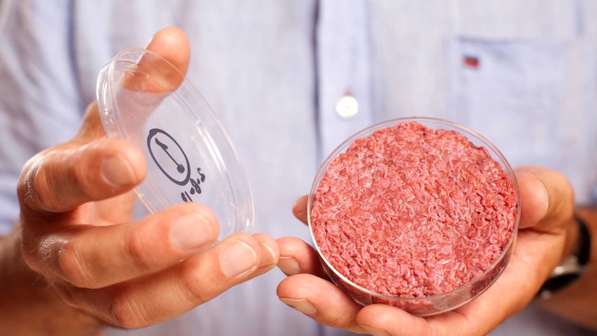 Man hands hold petri dish of meat grown in a lab.