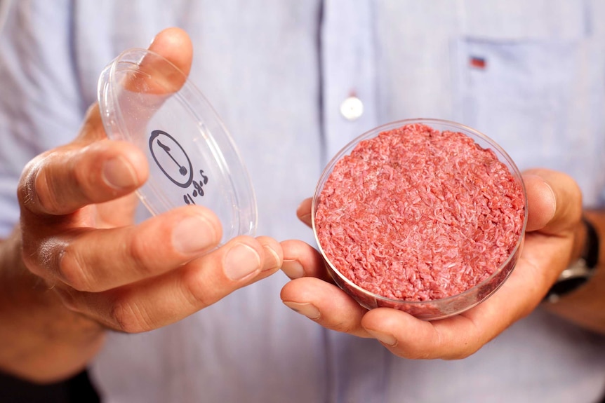 Man hands hold petri dish of meat grown in a lab.