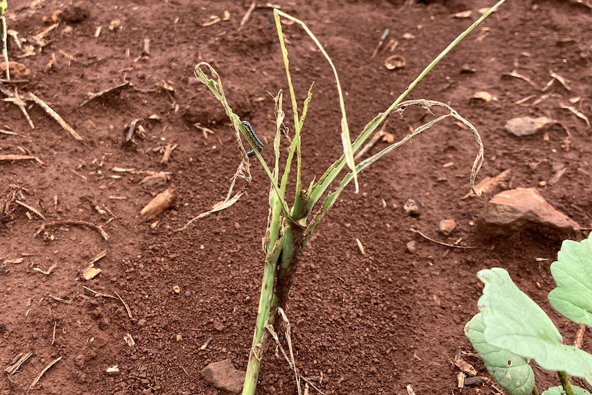 The green stalk of a damaged sorghum crop pokes out of the soil