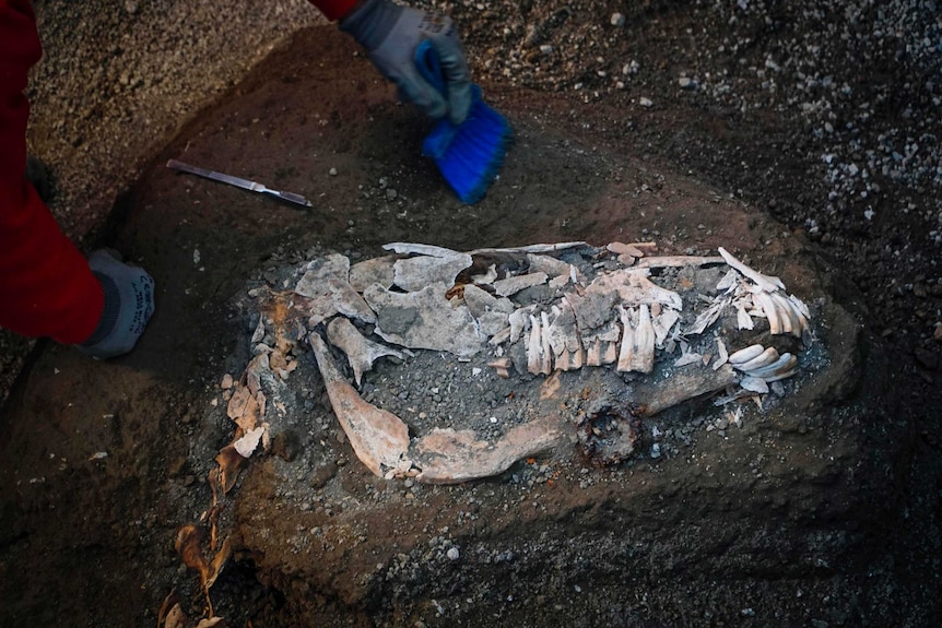 A close up of a horse skull buried in dirt. A gloved hand brushes dirt away as other instruments lay in the dirt.