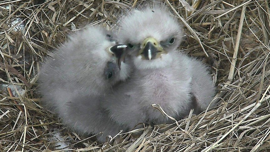 Two baby bald eagles in their nest in Washington.