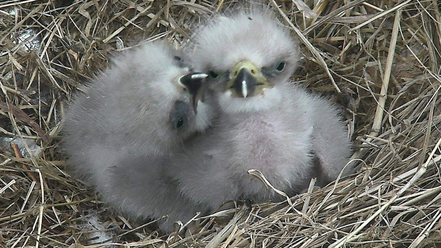 Two baby bald eagles in their nest in Washington.