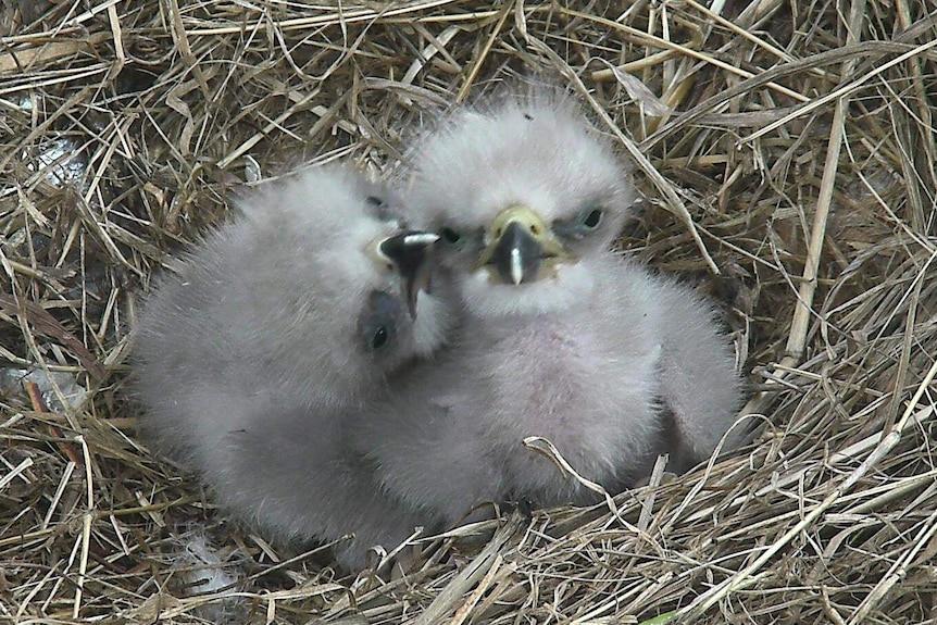 Two baby bald eagles in their nest in Washington.