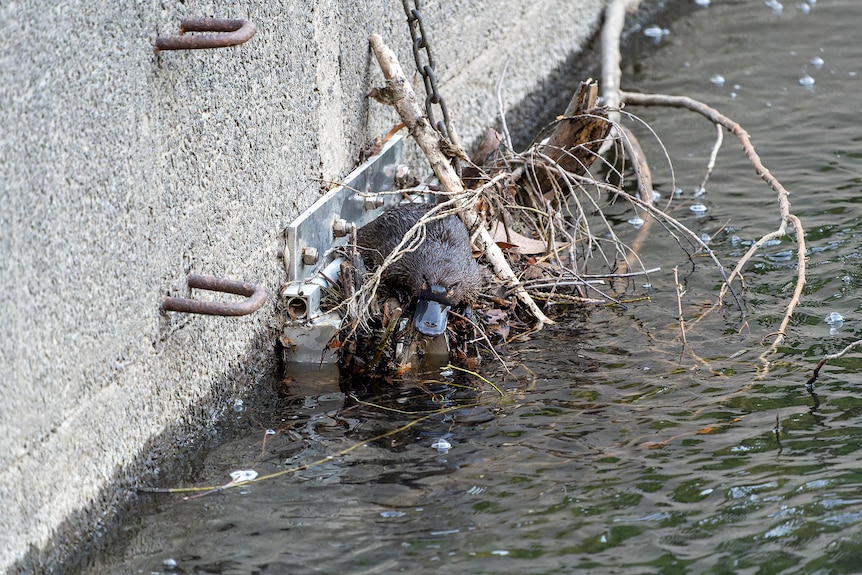 A solo brown platypus rests on natural debris stacked on top of water outlet against concrete wall.